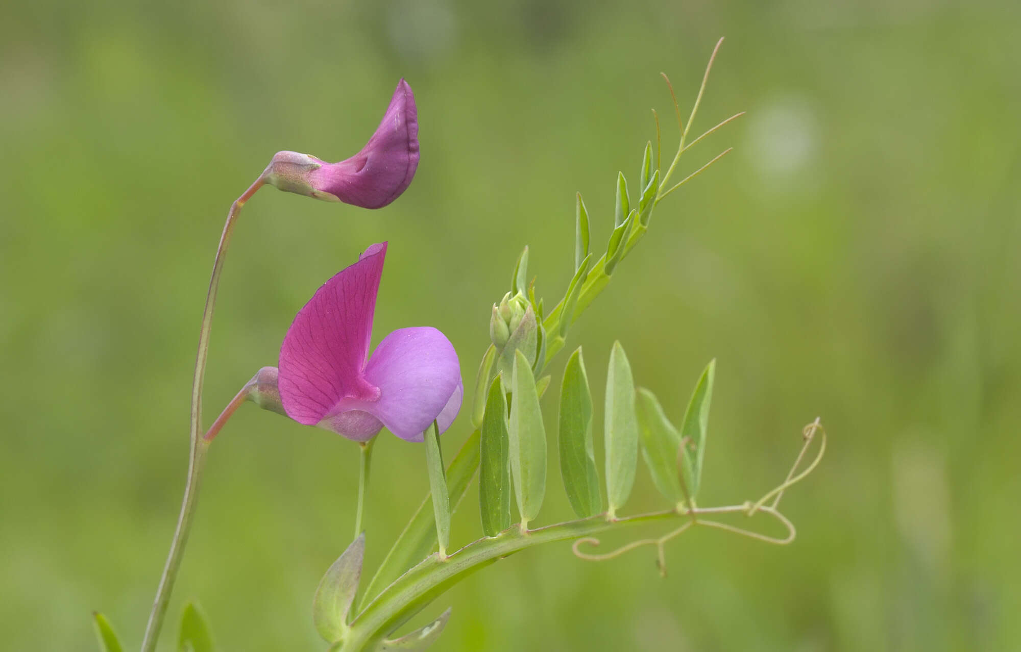 Lathyrus clymenum L. resmi