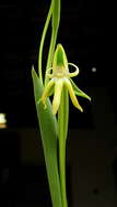 Image of Habenaria trifida Kunth