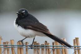 Image of Willie Wagtail