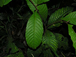 Image of Neea amplifolia Donn. Smith