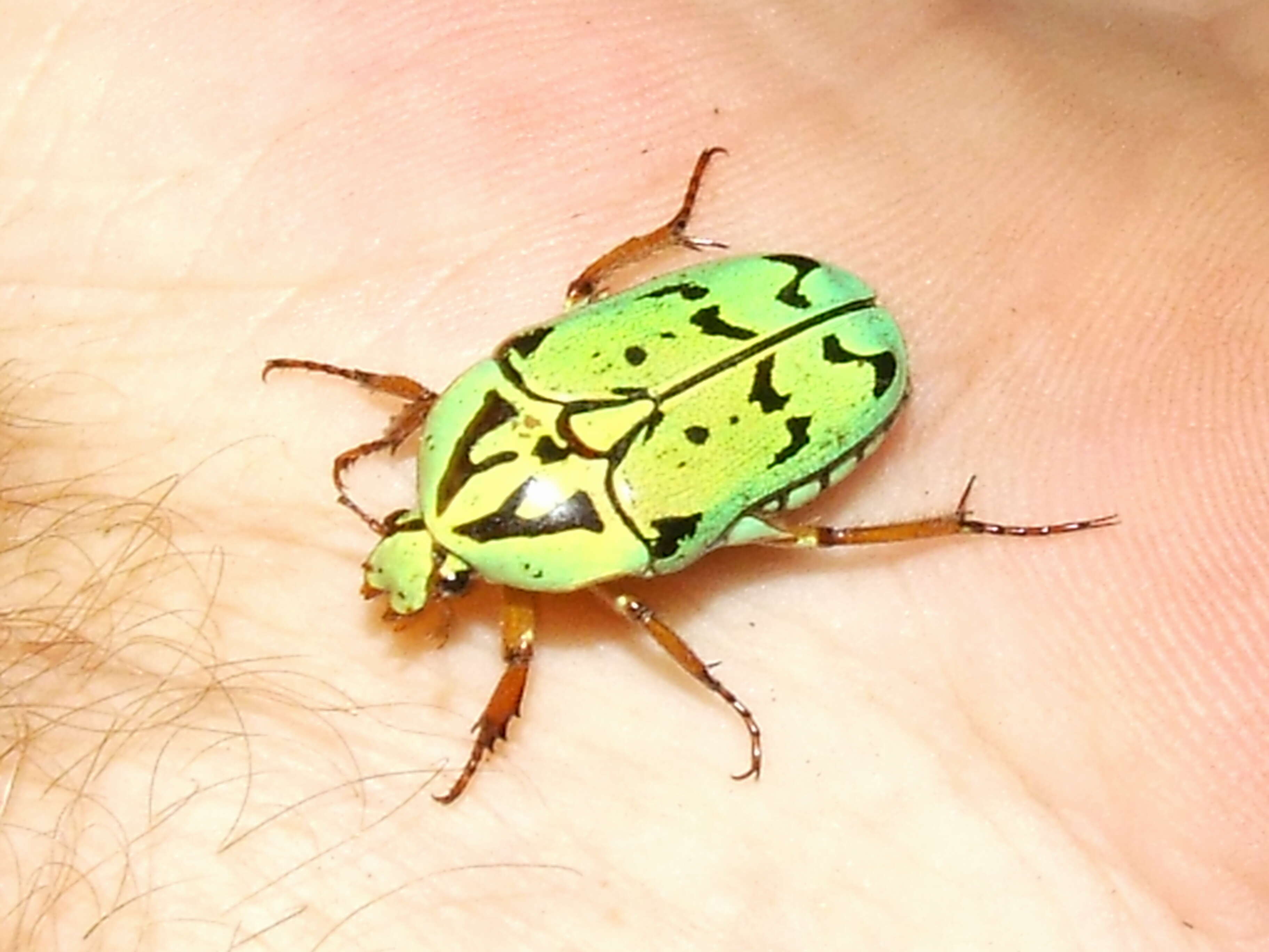 Image of flower chafers (beetles)