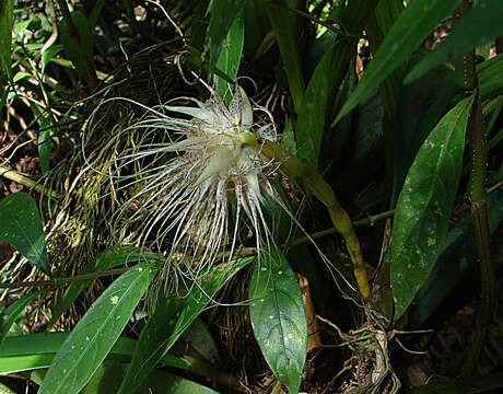 Image de Bulbophyllum medusae (Lindl.) Rchb. fil.