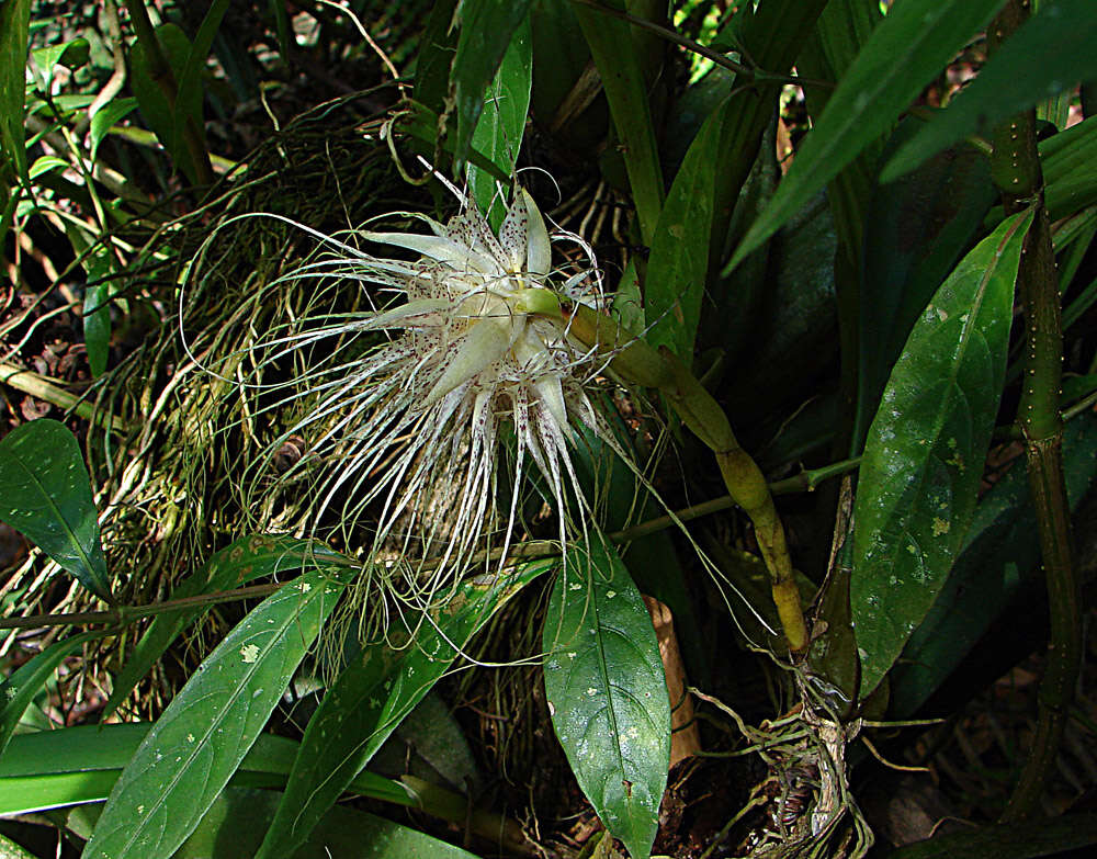 Imagem de Bulbophyllum medusae (Lindl.) Rchb. fil.