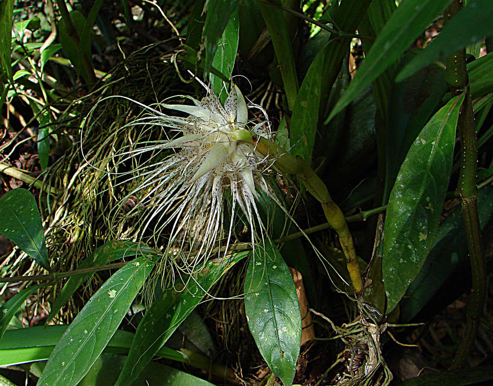 Image of Medusa's Bulbophyllum