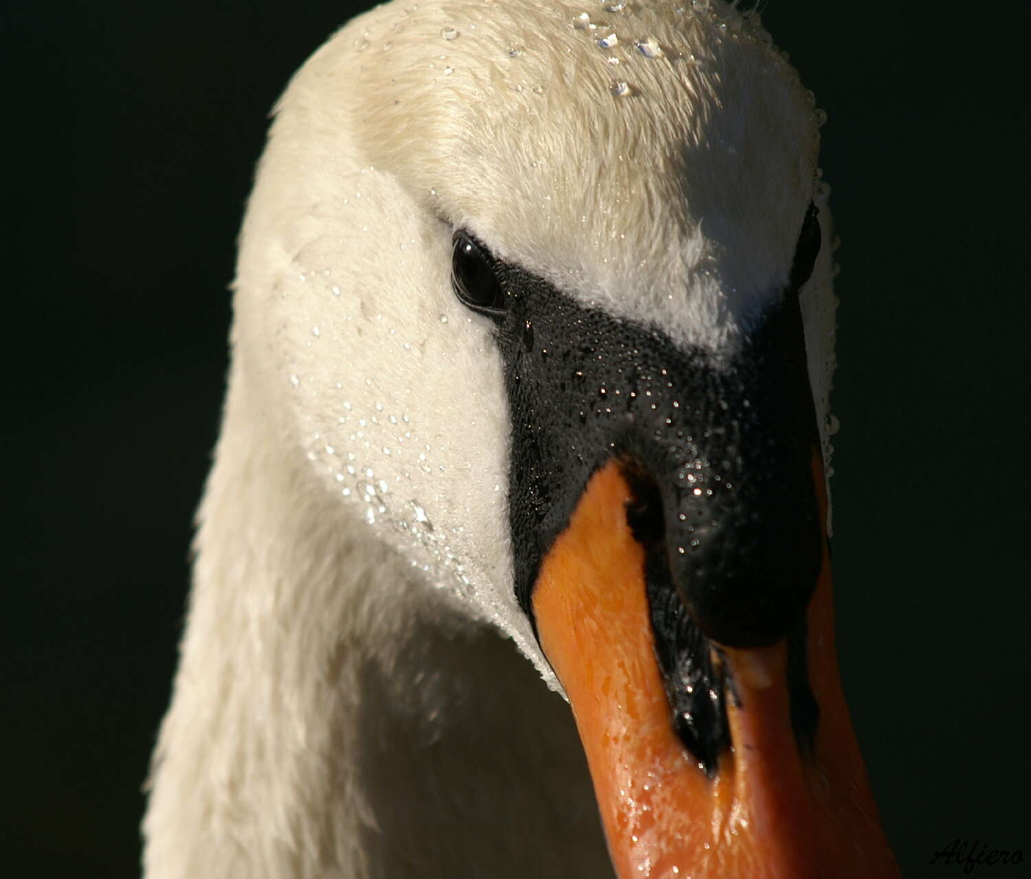 Image of Swan