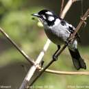 Image of White-eared Monarch