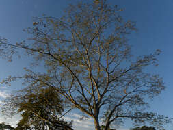 Image of albizia