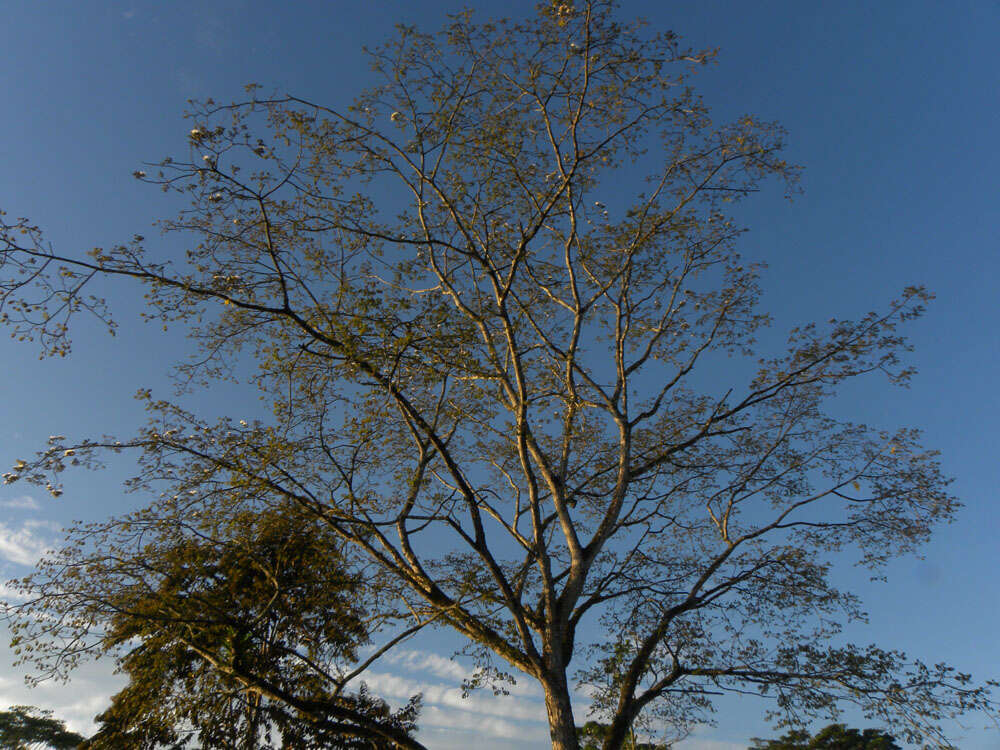 Image of Albizia guachapele (Kunth) Dugand