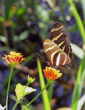 Imagem de Nymphalidae