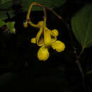 Image of Apeiba membranacea Spruce ex Benth.