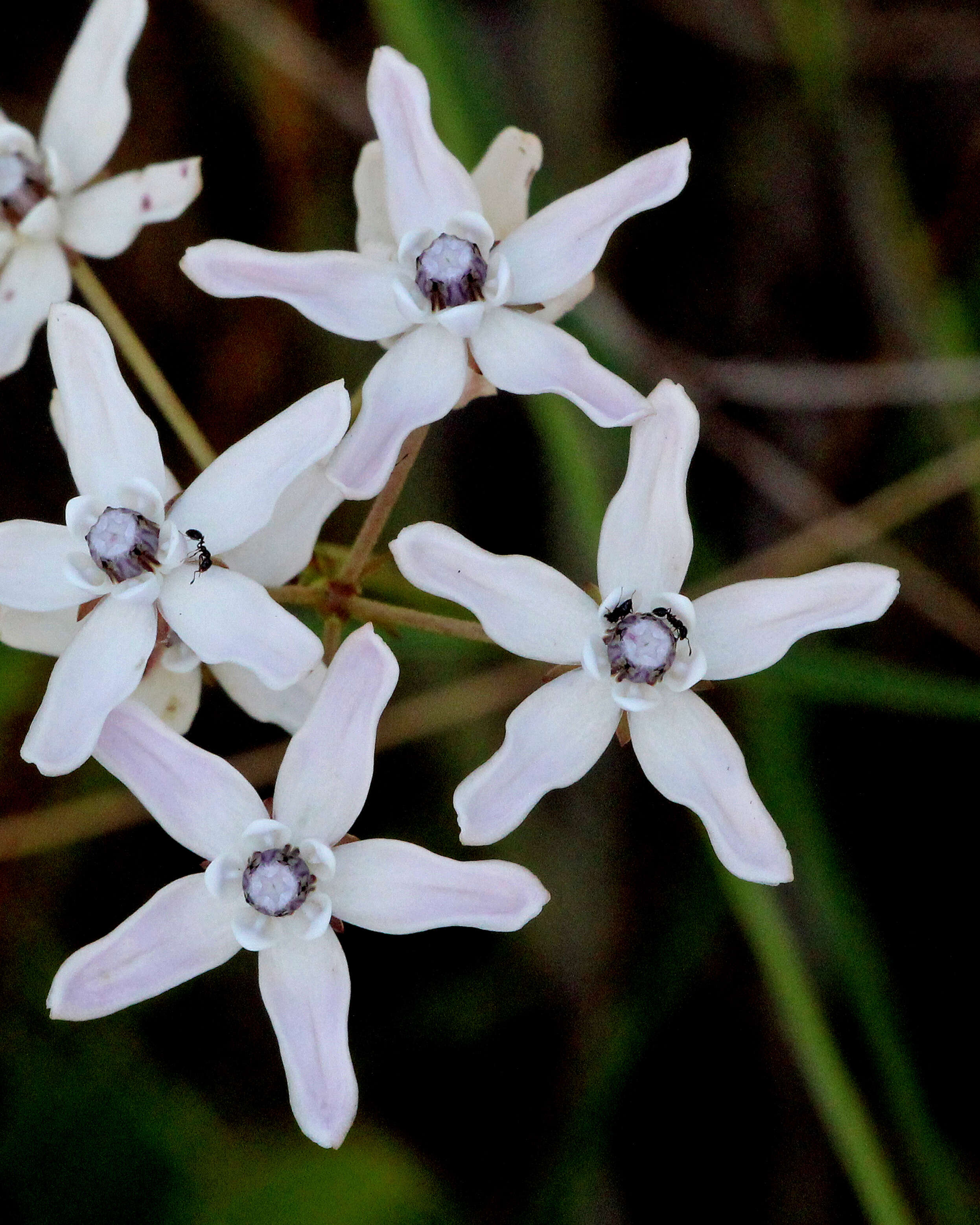 Image of Florida milkweed