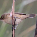 Image of Clamorous Reed Warbler