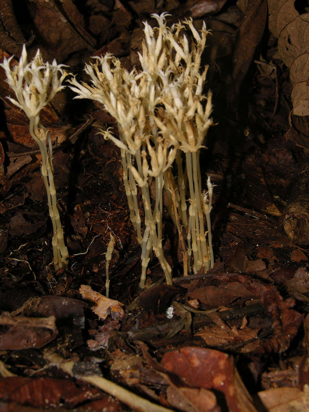 Image of ghostplant