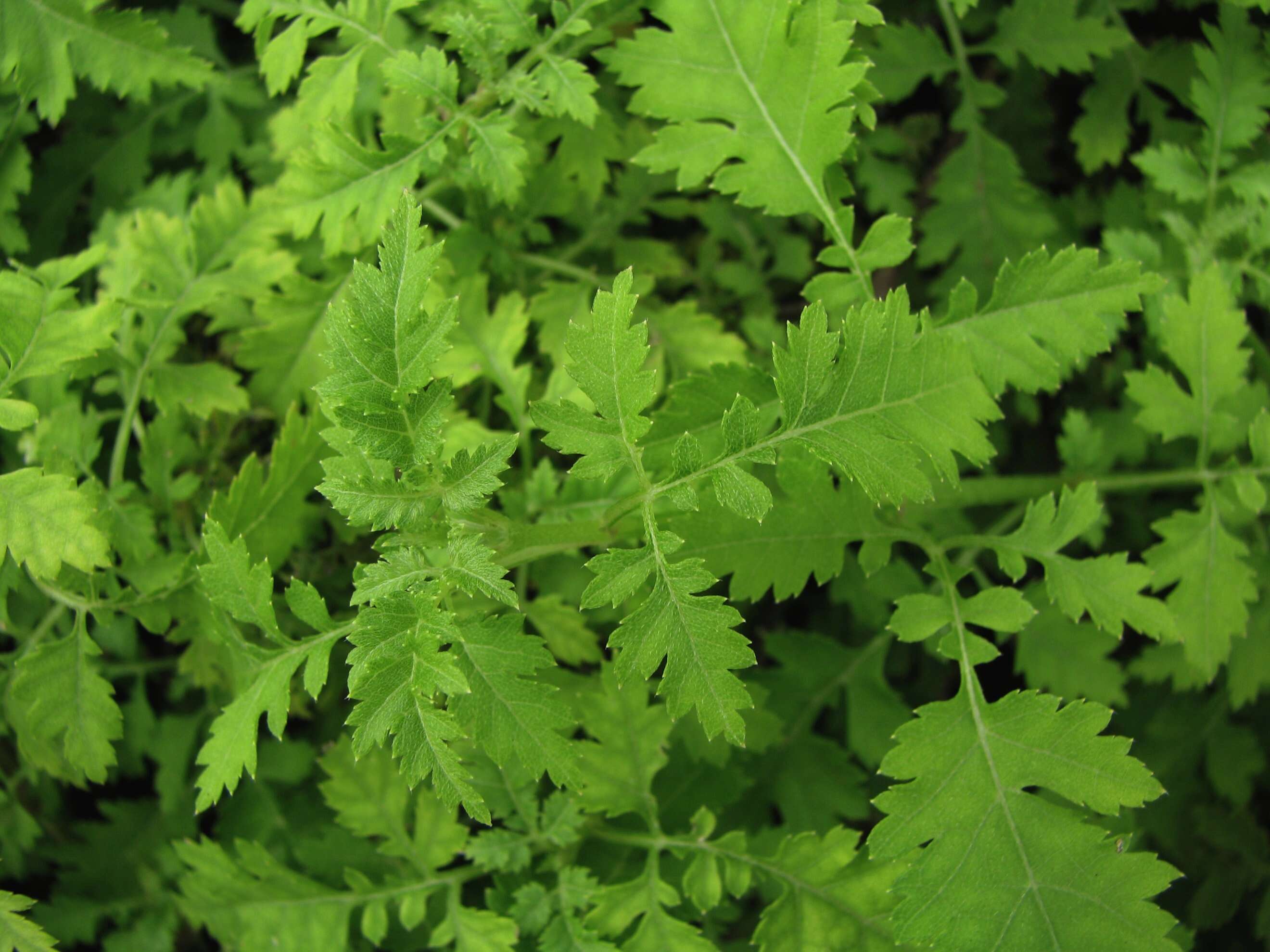 Image of Wollastonia micrantha (Nutt.) Orchard
