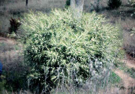 Image of Hakea varia R. Br.