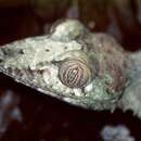 Image of Common Flat-tail Gecko