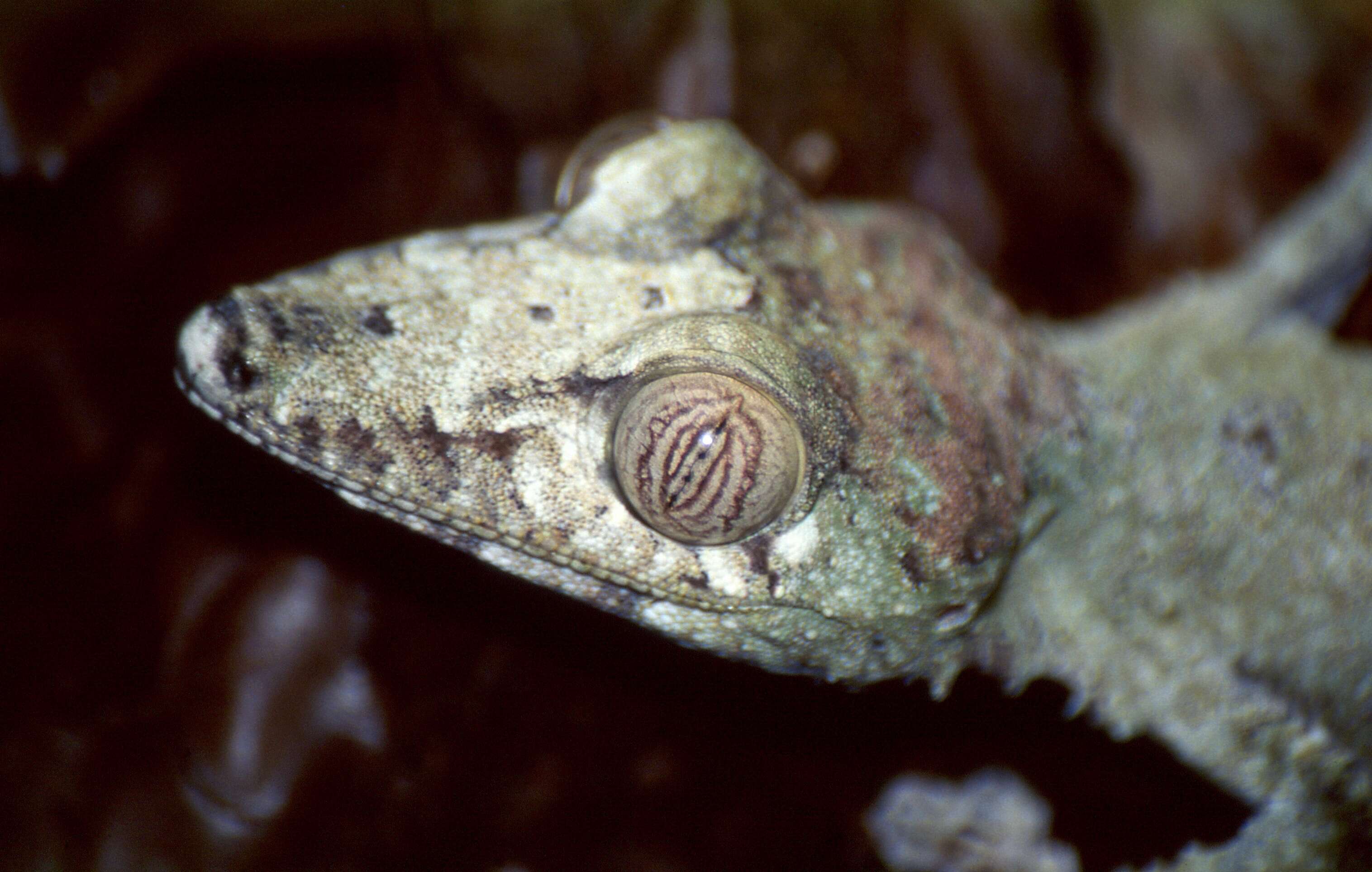 Image of Flat-tail geckos