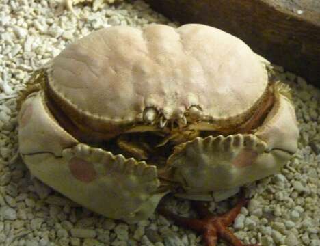 Image of Red rubble boxcrab