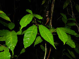 Image of Croton tenuicaudatus Lundell