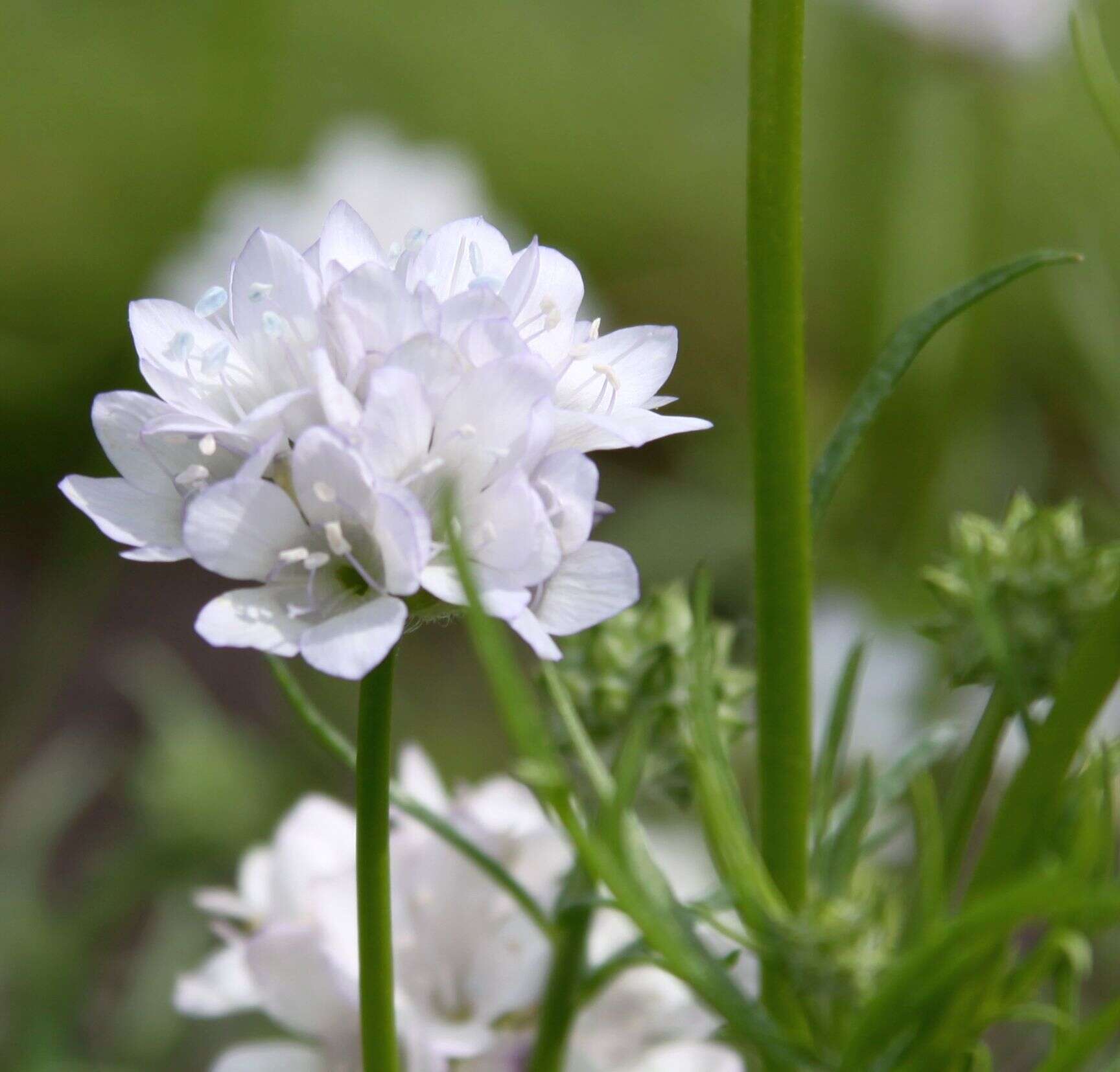 Image of California gilia