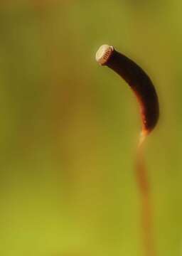 Image of undulate atrichum moss