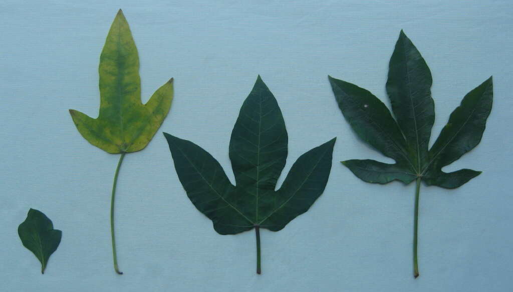 Image of Jatropha variifolia Pax