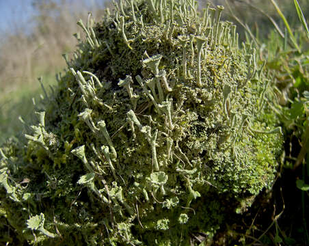 Image of deformed cup lichen