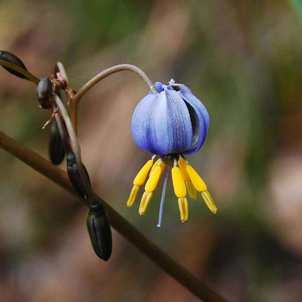 Image of Dianella tasmanica Hook. fil.