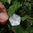 Image of Jacquemontia holosericea (Weinm.) O'Donell