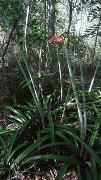 Слика од Hippeastrum stylosum Herb.