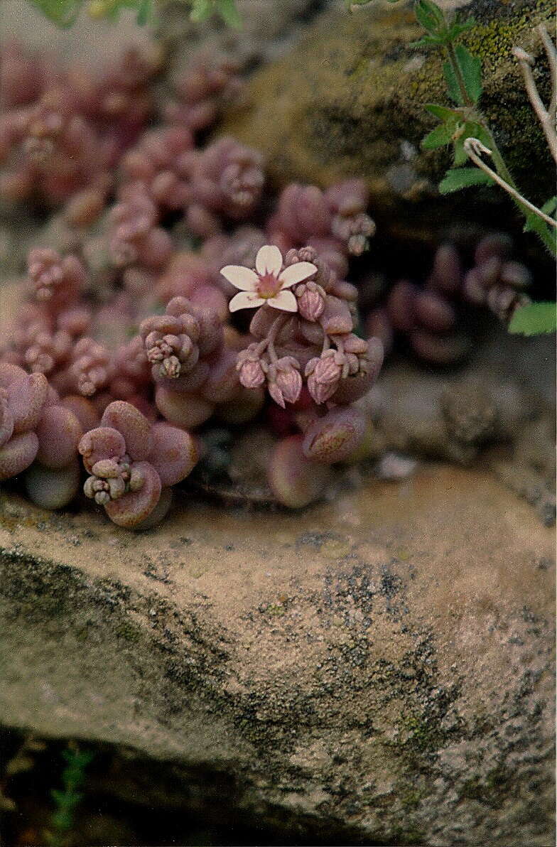 Image of thick-leaf stonecrop