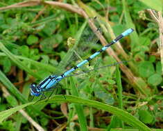 Image of bluet