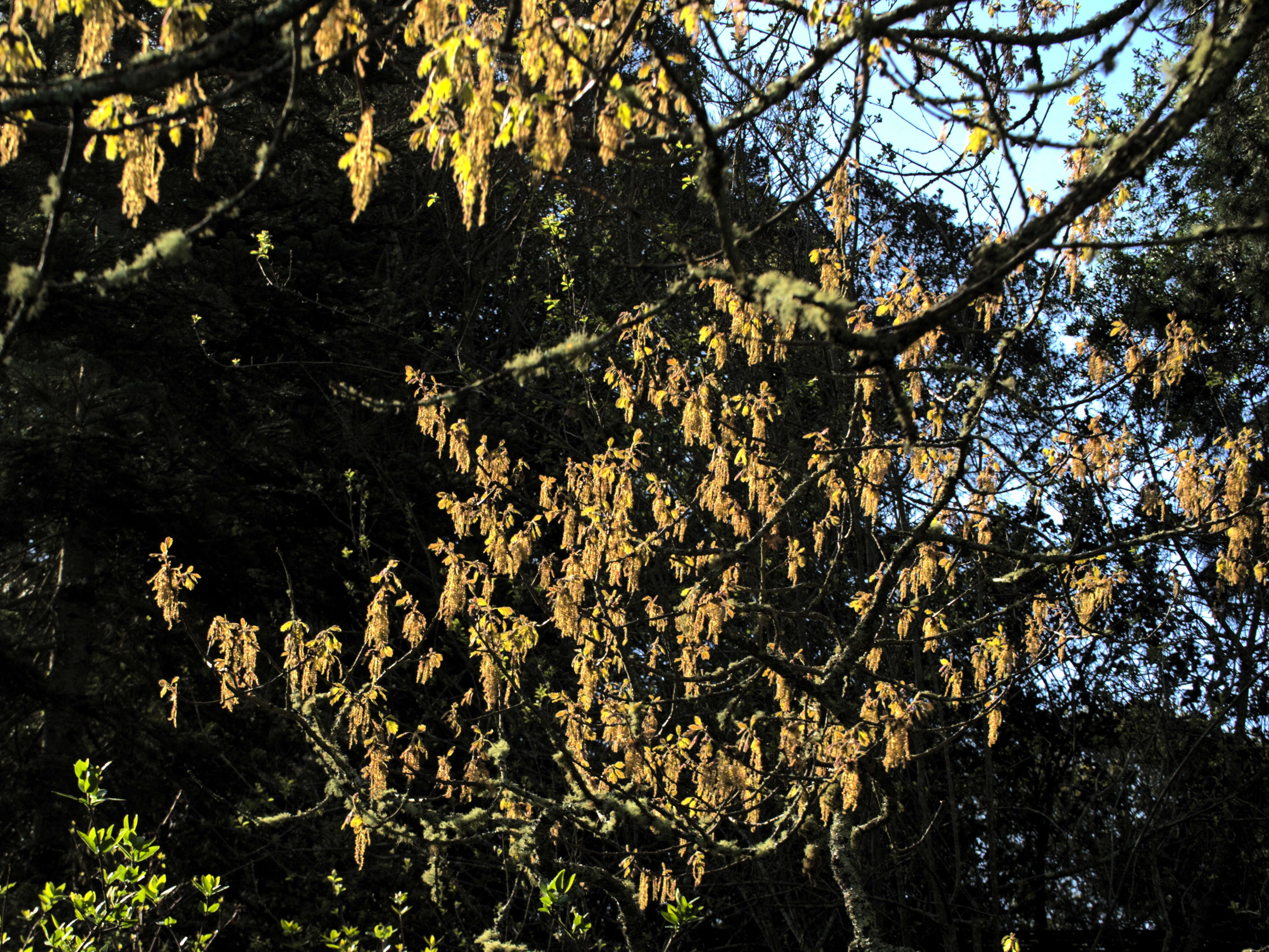 Image of California black oak