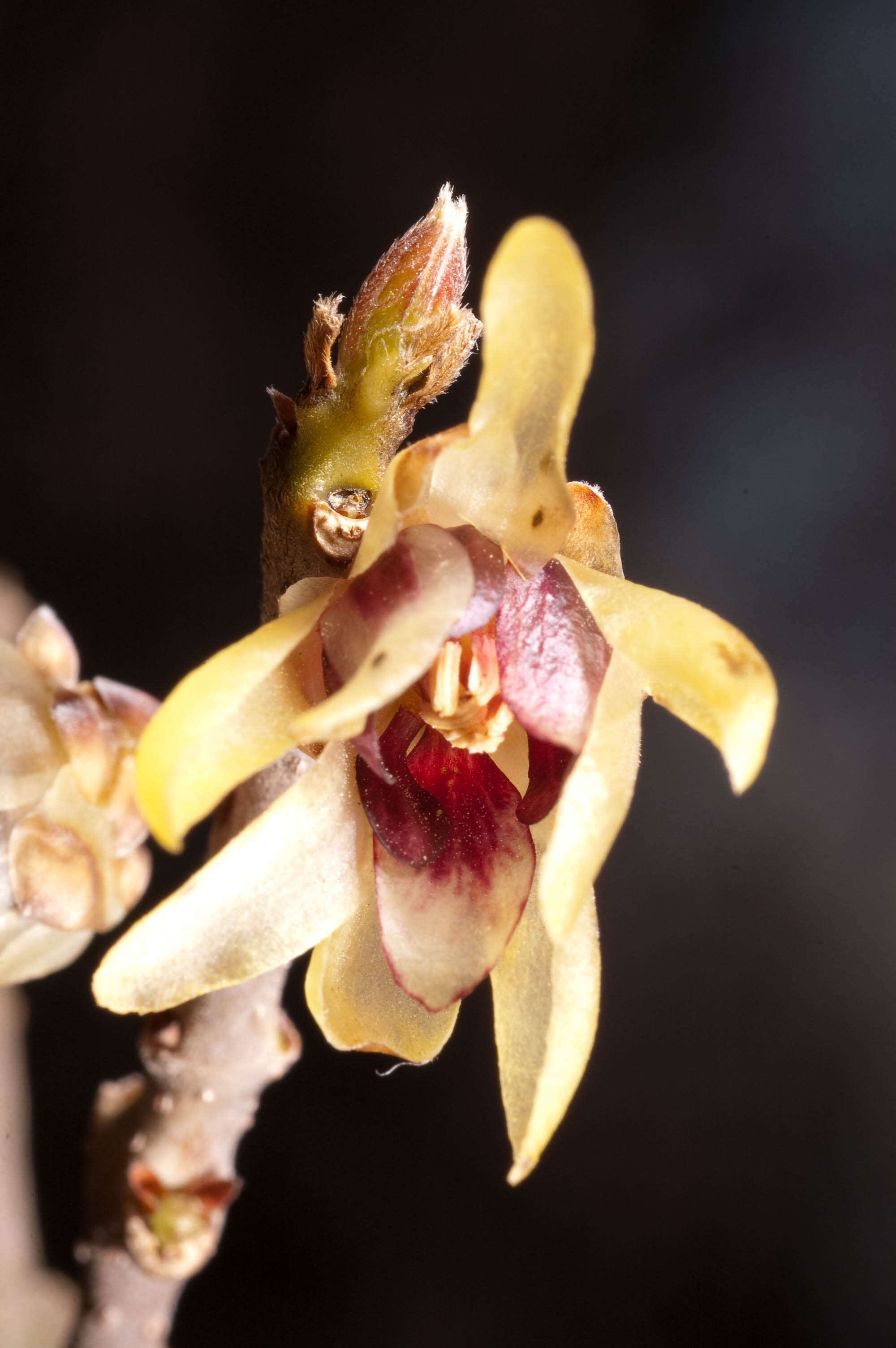 Image de Chimonanthus praecox (L.) Link