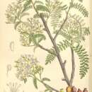 Image de Osteomeles anthyllidifolia (Sm.) Lindl.