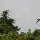 Image of Lesser Whistling Duck