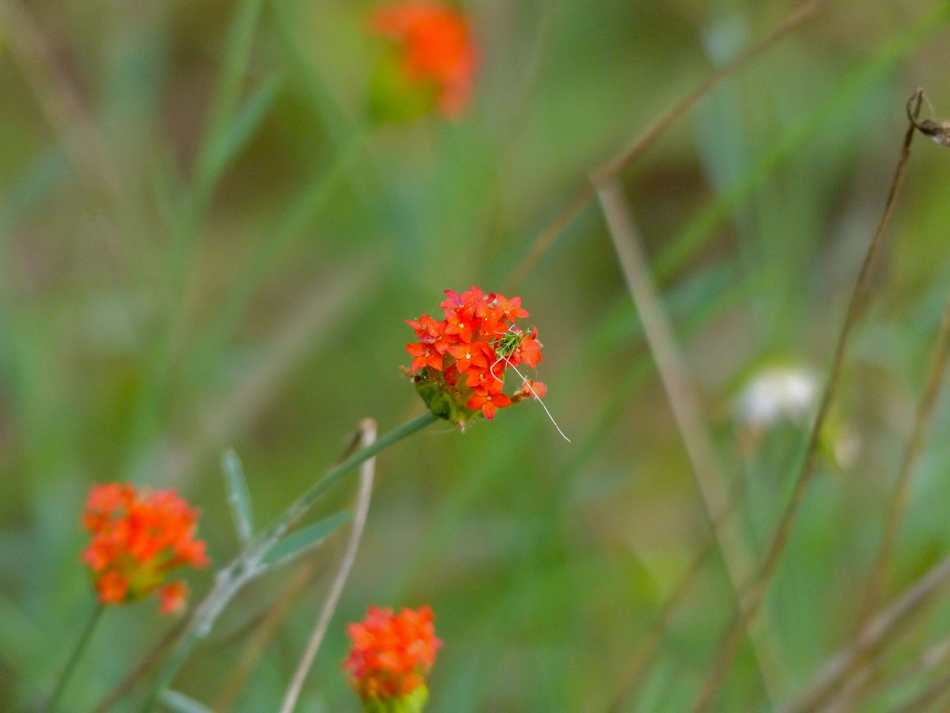 Image of Gnidia rubescens Peterson