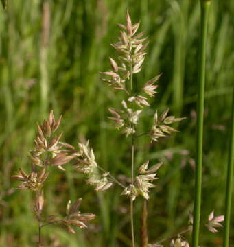 Image of velvetgrass