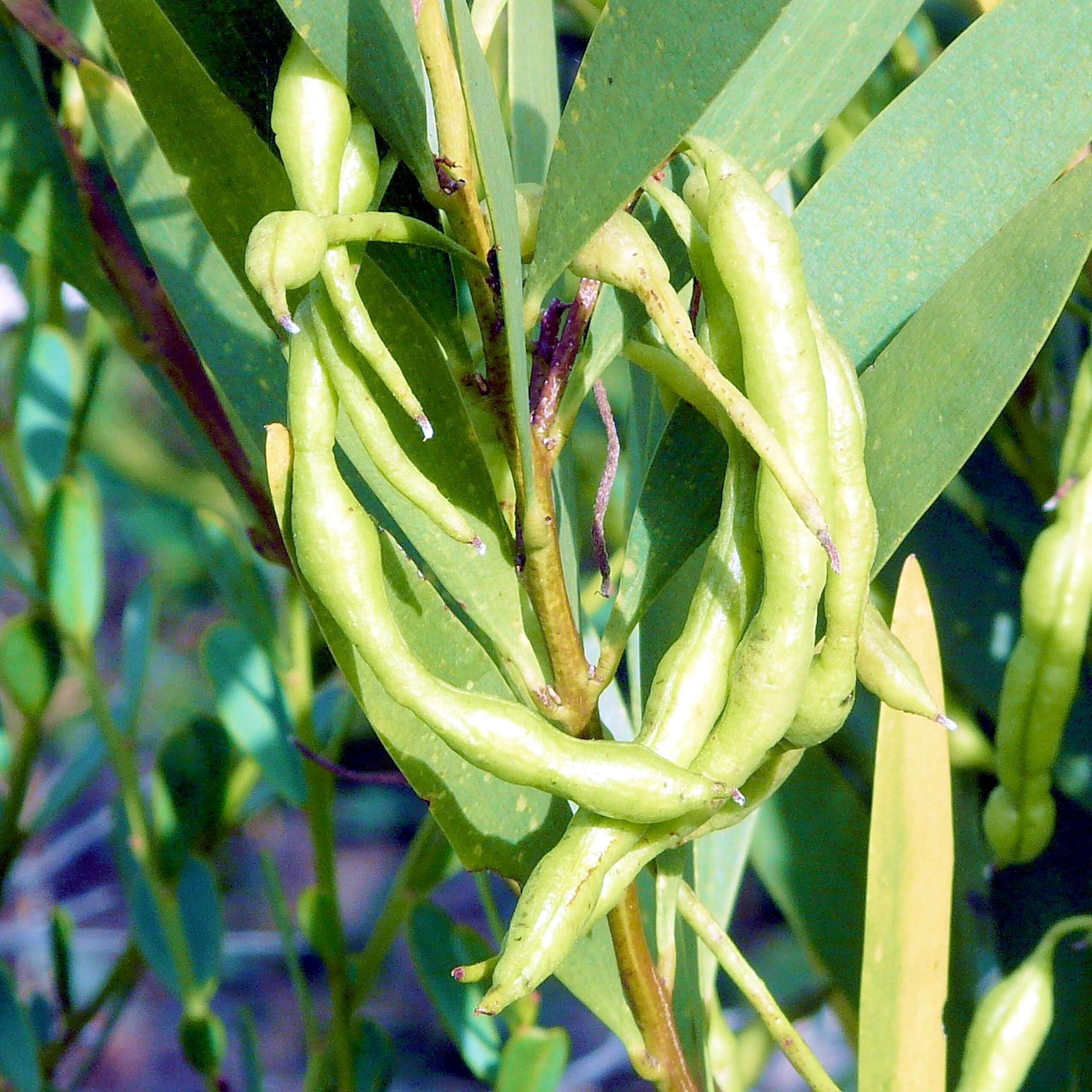 Слика од Acacia longifolia (Andrews) Willd.