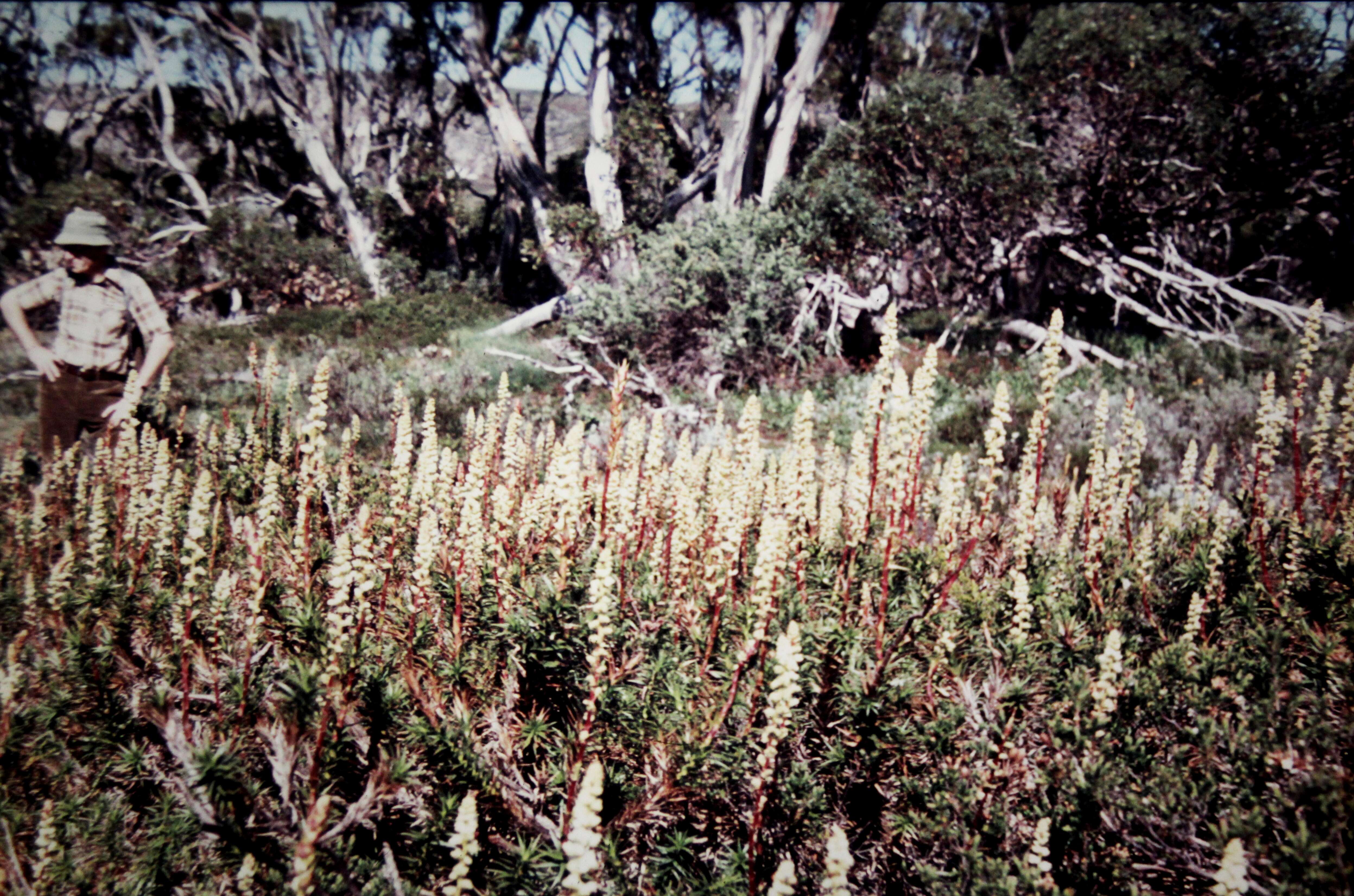 Sivun Richea kuva