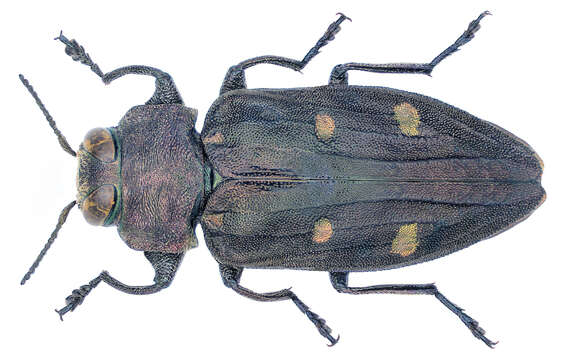 Image of Chrysobothris affinis (Fabricius 1794)