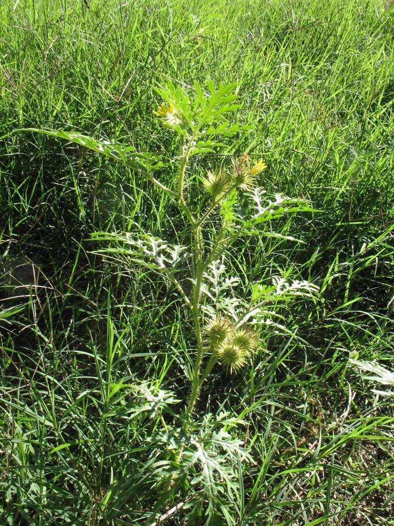 Image of buffalobur nightshade