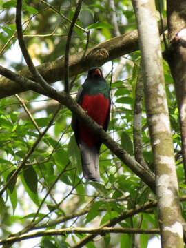 Image of Slaty-tailed Trogon