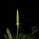 Sivun Werauhia gladioliflora (H. Wendl.) J. R. Grant kuva
