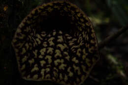 Image of Aristolochia petelotii O. C. Schmidt