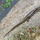 Image of Eastern Water Skink