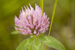 Image of clover