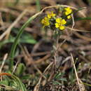 Image of Alyssum montanum subsp. montanum