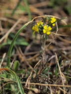 Sivun Alyssum montanum subsp. montanum kuva