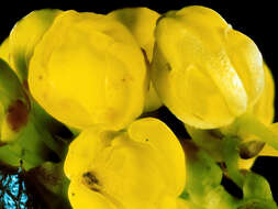 Image of Berberis aquifolium